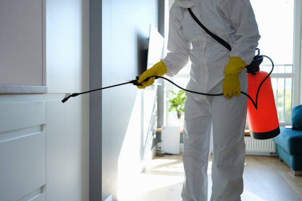 Best Basement Mold Removal  in Shady Shores, TX