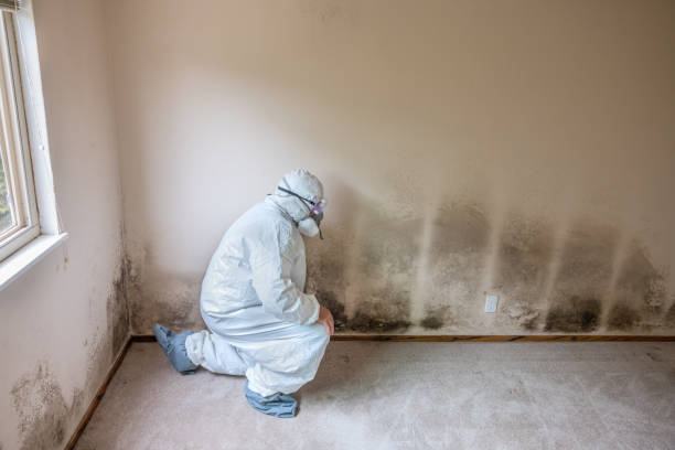 Best Residential Mold Inspection & Testing  in Shady Shores, TX